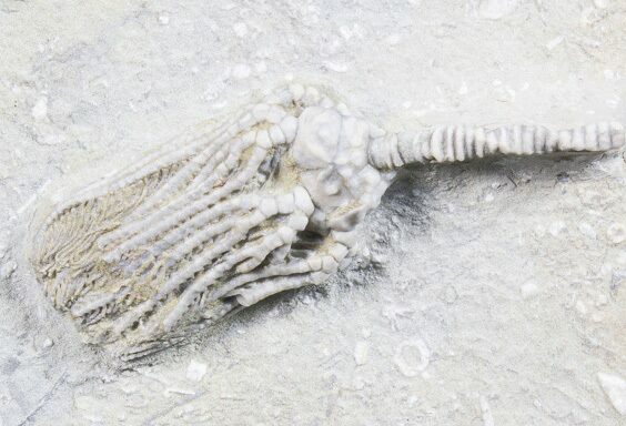 Crinoid (Platycrinites) Fossil - Crawfordsville, Indiana #78284